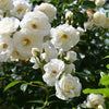 5 WHITE CLIMBING ROSE Rosa Bush Vine Climber Fragrant Butterfly Flower Seeds