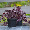 50 Palace Purple HEUCHERA / CORAL BELLS Micrantha Flower Seeds