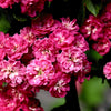English Hawthorn Tree Seeds – Edible Fruit Flower Mayflower Crataegus Laevigata – photo 5