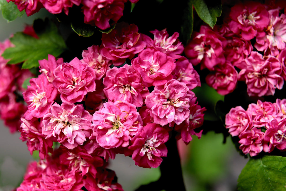 English Hawthorn Tree Seeds – Edible Fruit Flower Mayflower Crataegus Laevigata – photo 5