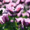 1000 LAVENDER POPPY Purple Papaver Somniferum Flower Seeds