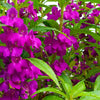 Impatiens Seeds – (Balsam / Lady Slipper / Touch Me Not) Impatiens Balsamina Flower – photo 3