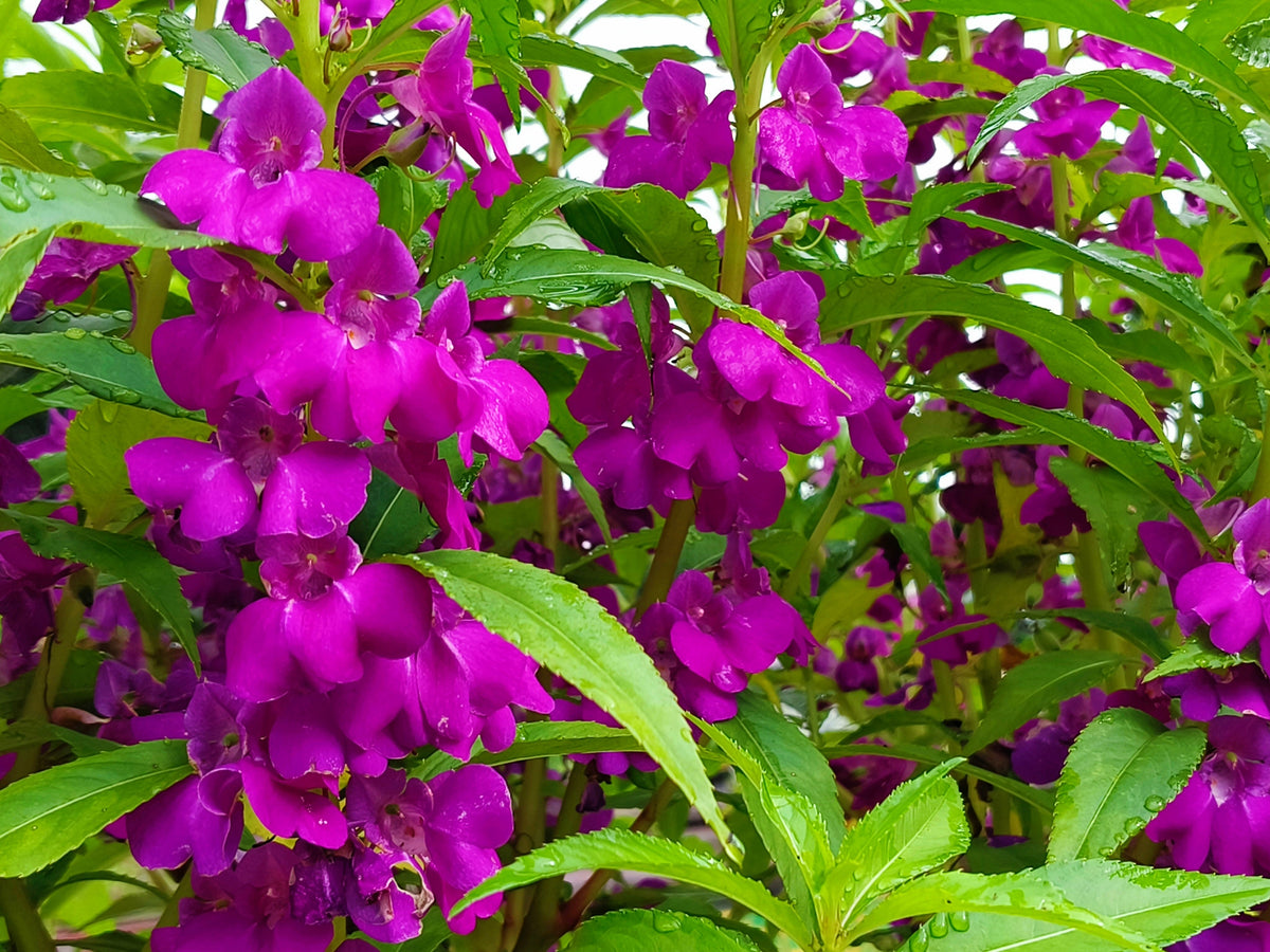 Impatiens Seeds – (Balsam / Lady Slipper / Touch Me Not) Impatiens Balsamina Flower – photo 3