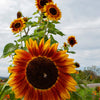 Autumn Beauty Sunflower Seeds – Helianthus Annuus Flower – photo 7