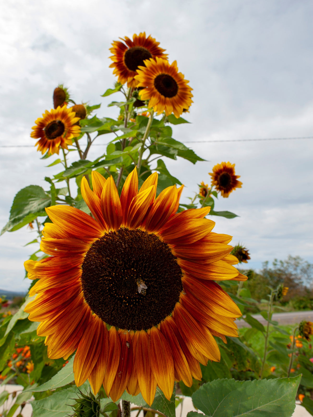Autumn Beauty Sunflower Seeds – Helianthus Annuus Flower – photo 7