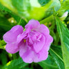 100 Mixed Colors DOUBLE CAMELLIA IMPATIENS (Balsam / Lady Slipper / Touch Me Not) Impatiens Balsamina Flower Seeds