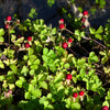 Red Indian Tuttifrutti Strawberry Seeds – Duchesnea Indica Flower Berry Fruit – photo 7