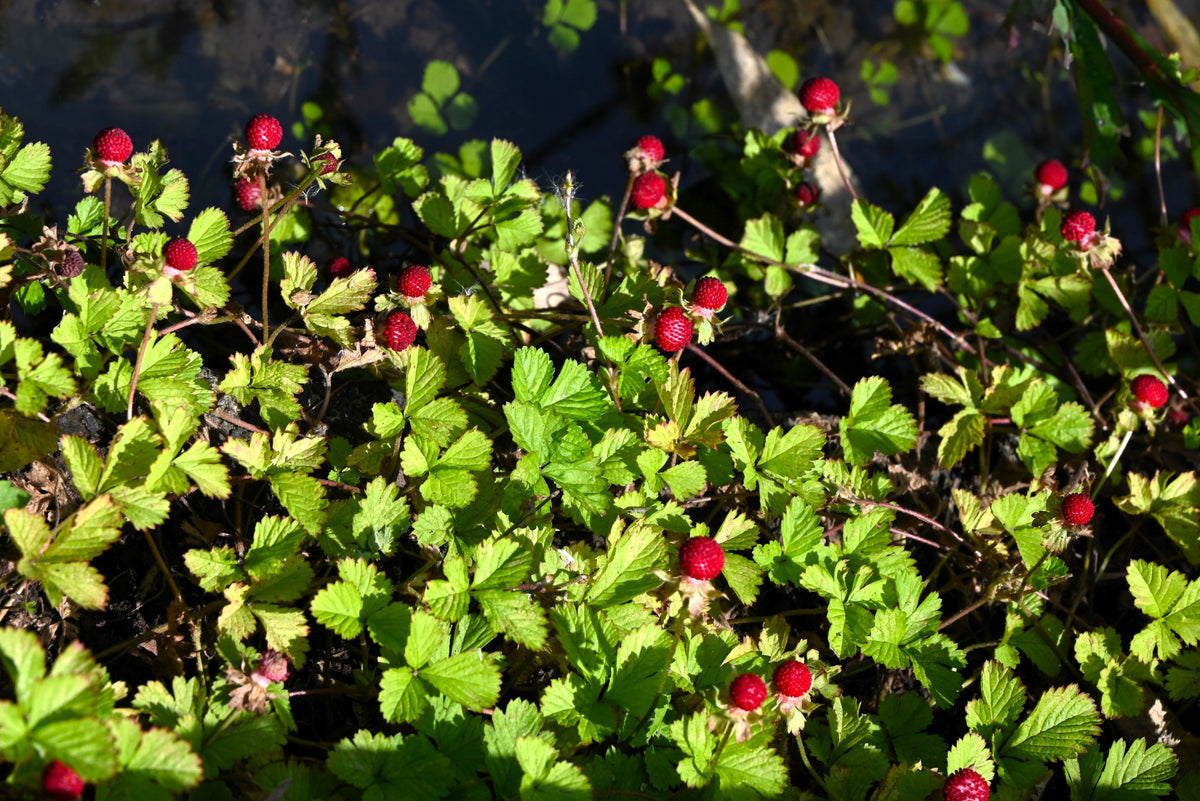 Red Indian Tuttifrutti Strawberry Seeds – Duchesnea Indica Flower Berry Fruit – photo 7