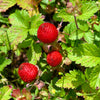Red Indian Tuttifrutti Strawberry Seeds – Duchesnea Indica Flower Berry Fruit – photo 3
