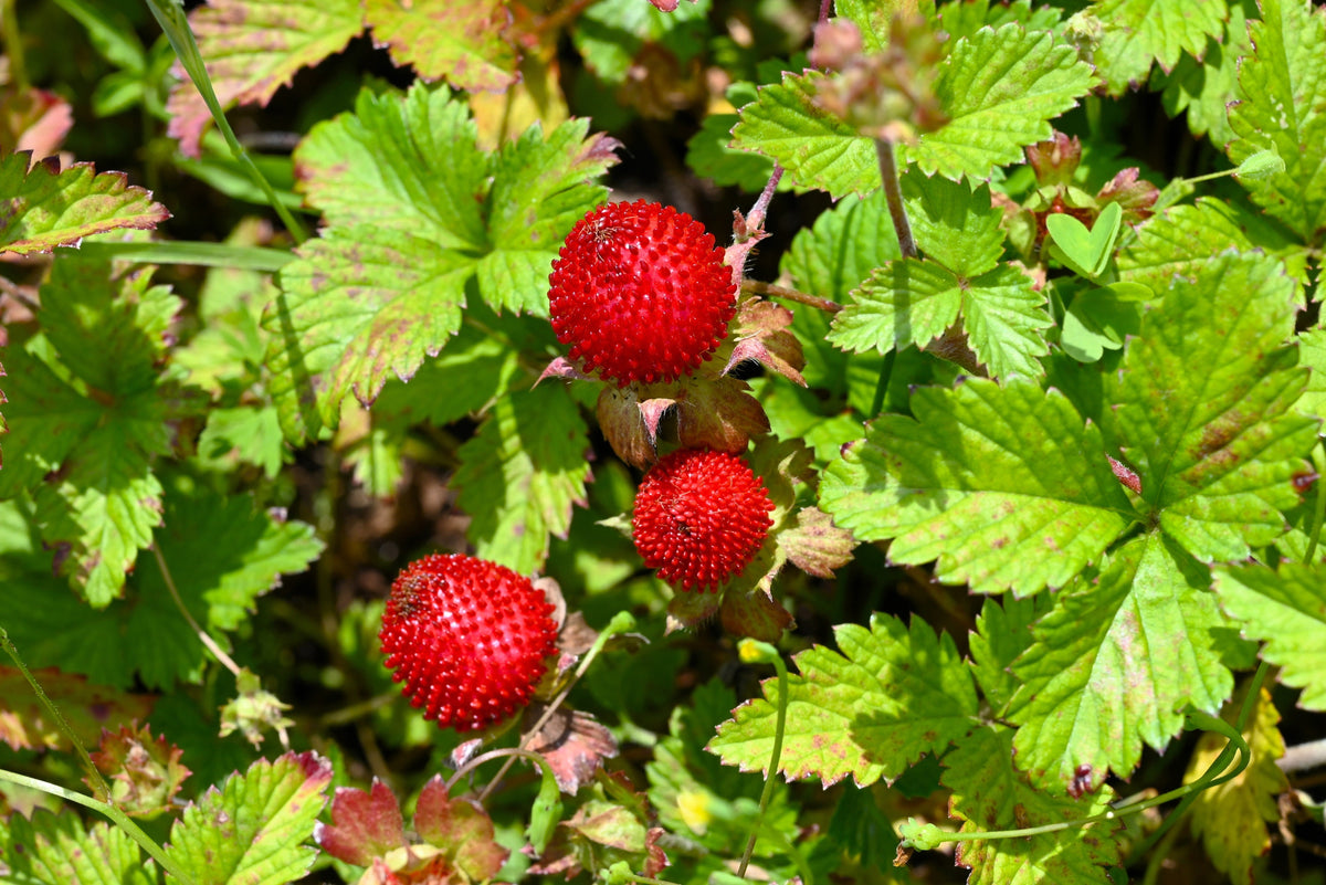 Red Indian Tuttifrutti Strawberry Seeds – Duchesnea Indica Flower Berry Fruit – photo 3