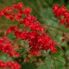 100 HEUCHERA FIREFLY Coral Bells Heuchera Sanguinea Red Flower Shade Seeds