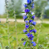 Blue Vipers Bugloss Seeds – Echium Vulgare Blue Flower – photo 8