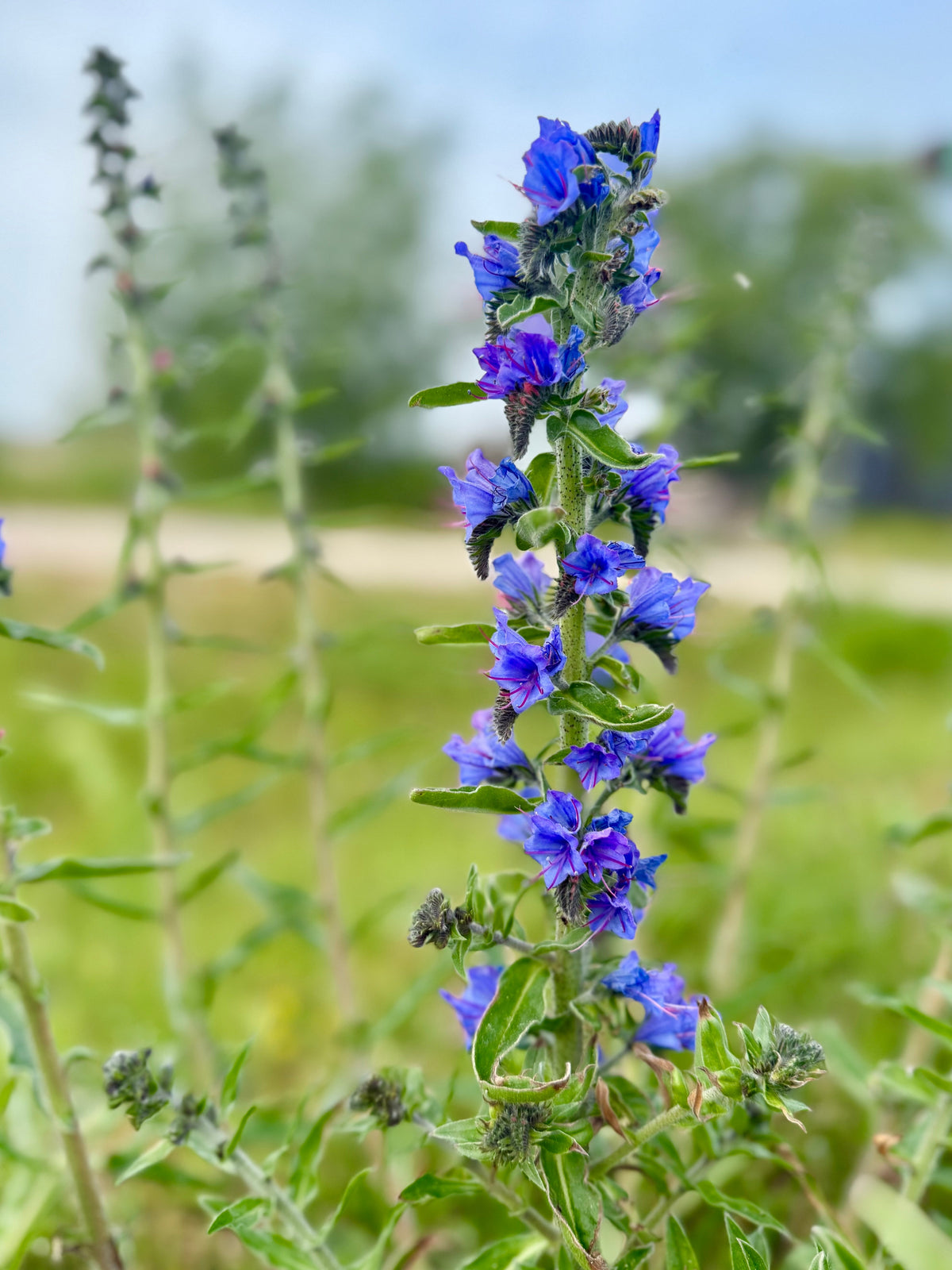 Blue Vipers Bugloss Seeds – Echium Vulgare Blue Flower – photo 8