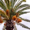 10 CANARY ISLAND Date PALM Phoenix Canariensis Tree Seeds