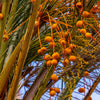 10 CANARY ISLAND Date PALM Phoenix Canariensis Tree Seeds