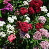 Mixed Colors Sweet William Dianthus Barbatus Color Mix Red White Pink Bicolor Flower Seeds – photo 8