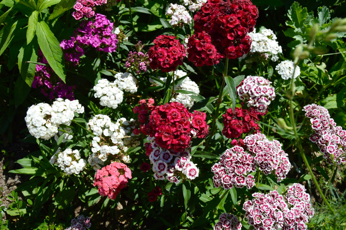Mixed Colors Sweet William Dianthus Barbatus Color Mix Red White Pink Bicolor Flower Seeds – photo 8