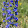 Blue Vipers Bugloss Seeds – Echium Vulgare Blue Flower – photo 5