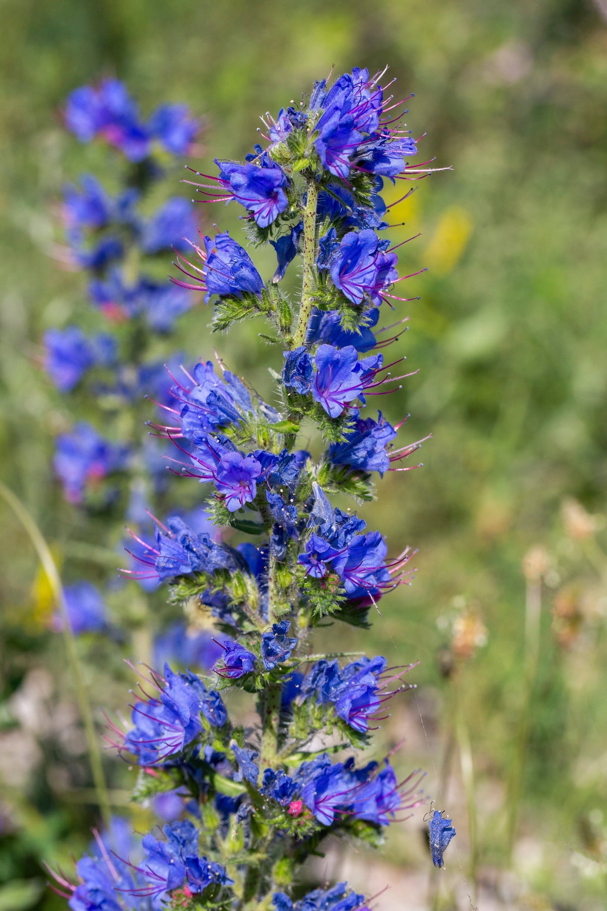 Blue Vipers Bugloss Seeds – Echium Vulgare Blue Flower – photo 5