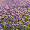 300 PURPLE TANSY Lacy Fiddleneck Phacelia Tanacetifolia Flower Seeds