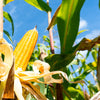 100 IOCHIEF Yellow SWEET CORN Aas Winner Zea Mays Vegetable Seeds