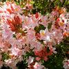20 WESTERN AZALEA Pink White Yellow Shrub Flower Rhododendron Occidentale Seeds