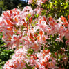 20 WESTERN AZALEA Pink White Yellow Shrub Flower Rhododendron Occidentale Seeds