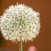 Evergreen Nebuka Bunching Onion Seeds – Japanese Allium Fistulosum Vegetable – photo 3