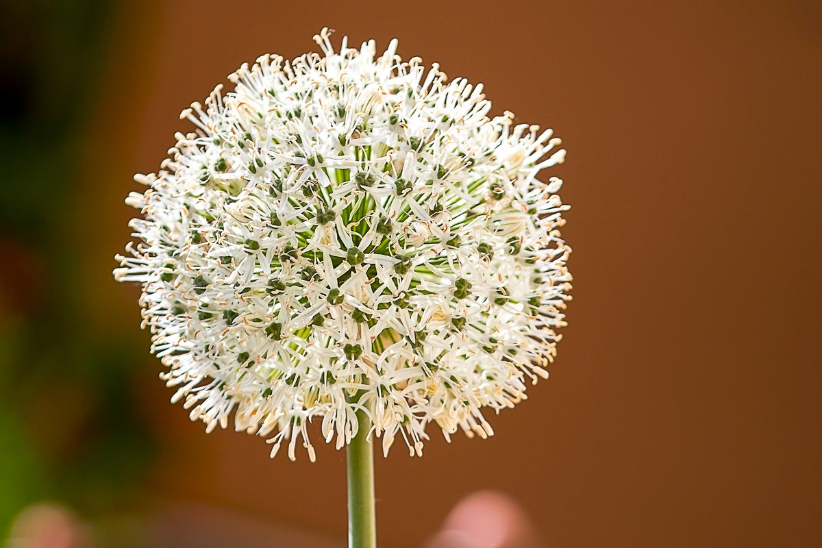 Evergreen Nebuka Bunching Onion Seeds – Japanese Allium Fistulosum Vegetable – photo 3