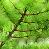 25 EUROPEAN LARCH TREE Pine Pinetree Evergreen Larix Decidua Seeds