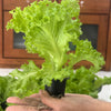Loose Leaf Green Grand Rapids Lettuce Seeds – Lactuca Sativa Vegetable – photo 8