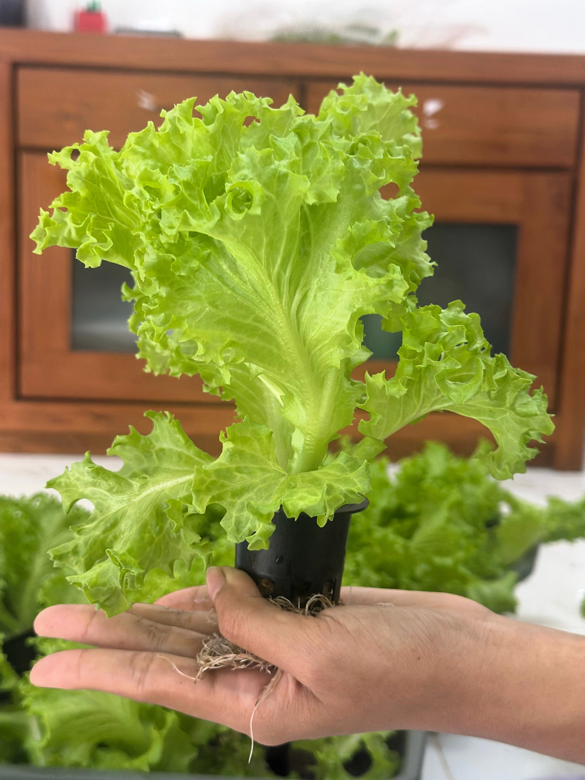 Loose Leaf Green Grand Rapids Lettuce Seeds – Lactuca Sativa Vegetable – photo 8