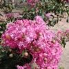 35 Light PINK CREPE MYRTLE Crape Tree Shrub Lagerstroemia Indica Flower Seeds