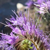 300 PURPLE TANSY Lacy Fiddleneck Phacelia Tanacetifolia Flower Seeds