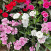 Cottage Pinks Seeds – (Garden, Laced, or Feathered Pink) Dianthus Plumarius Flower – photo 2