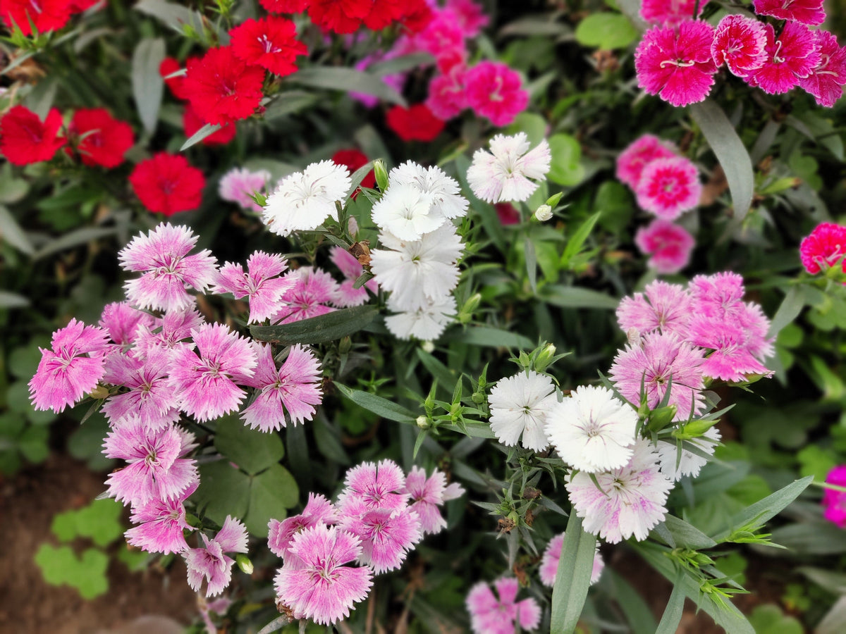 Cottage Pinks Seeds – (Garden, Laced, or Feathered Pink) Dianthus Plumarius Flower – photo 2