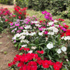 Cottage Pinks Seeds – (Garden, Laced, or Feathered Pink) Dianthus Plumarius Flower – photo 14