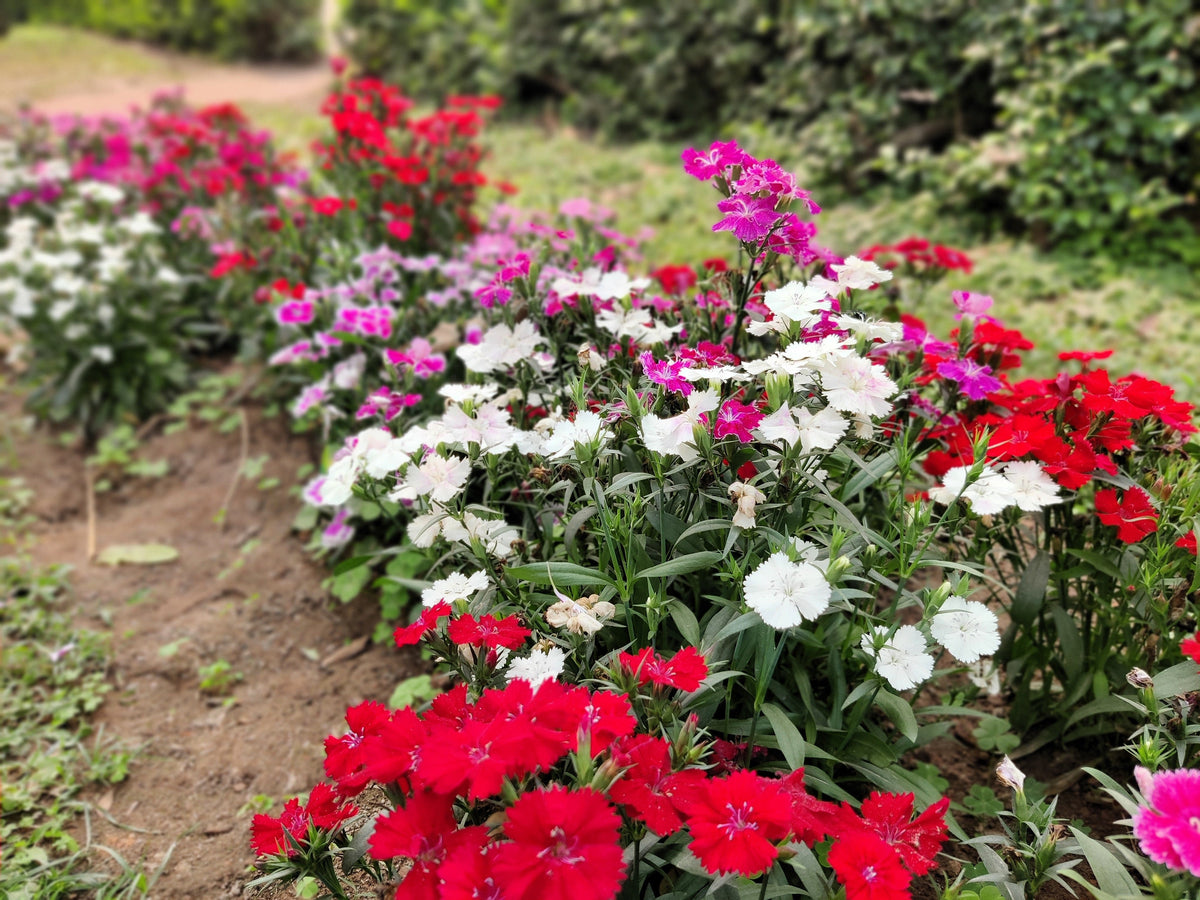Cottage Pinks Seeds – (Garden, Laced, or Feathered Pink) Dianthus Plumarius Flower – photo 14