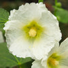 25 WHITE HOLLYHOCK Alcea Rosea Flower Seeds Perennial