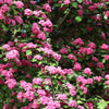 English Hawthorn Tree Seeds – Edible Fruit Flower Mayflower Crataegus Laevigata – photo 8