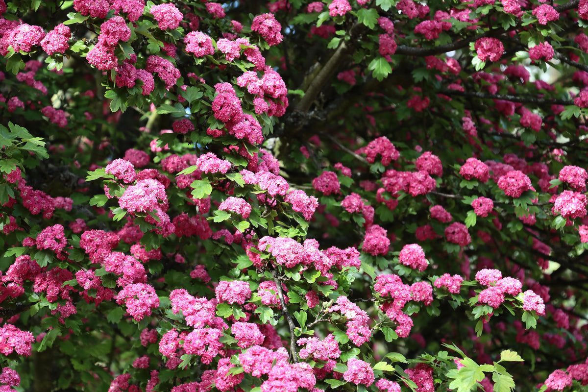 English Hawthorn Tree Seeds – Edible Fruit Flower Mayflower Crataegus Laevigata – photo 8