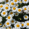 1000 DWARF White SHASTA DAISY Chrysanthemum Maximum Flower Seeds
