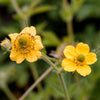 100 YELLOW AVENS Geum Aleppicum Moist Wetland Flower Seeds