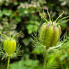 500 LOVE IN A MIST Miss Jekyll Blue ( Fennel Flower ) Nigella Damascena Flower Seeds