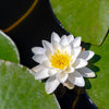 White Water Lily Seeds – / Lily Pad / Sacred Asian Water Lotus Nymphaea Ampla Flower – photo 12