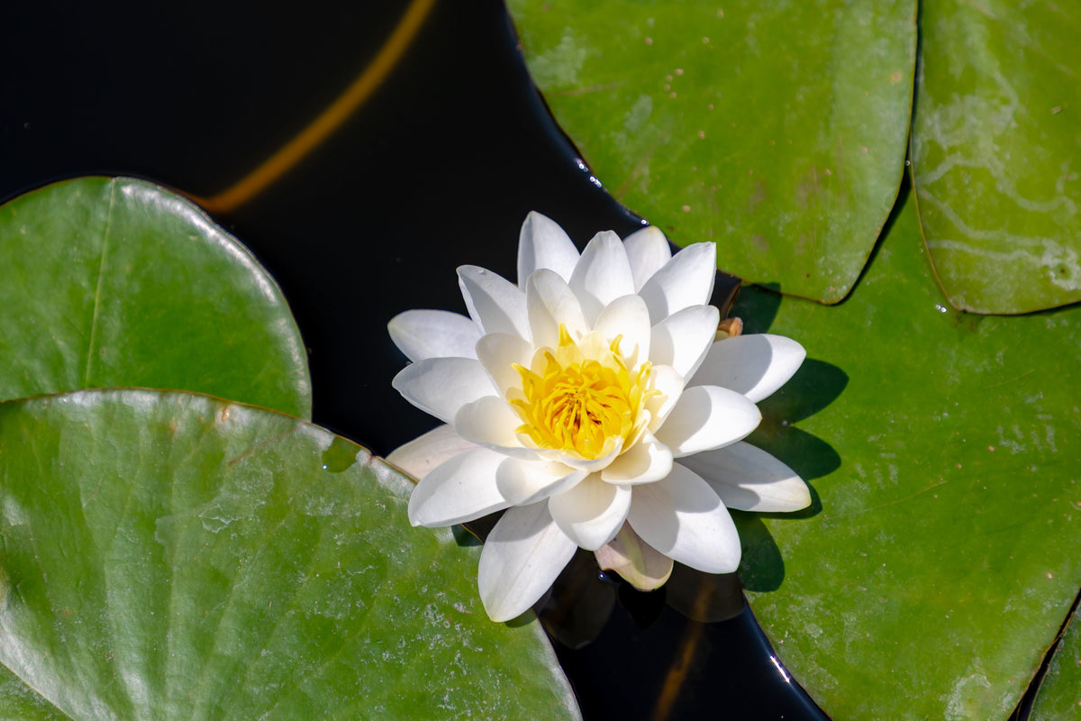 White Water Lily Seeds – / Lily Pad / Sacred Asian Water Lotus Nymphaea Ampla Flower – photo 12
