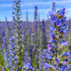 Blue Vipers Bugloss Seeds – Echium Vulgare Blue Flower – photo 3
