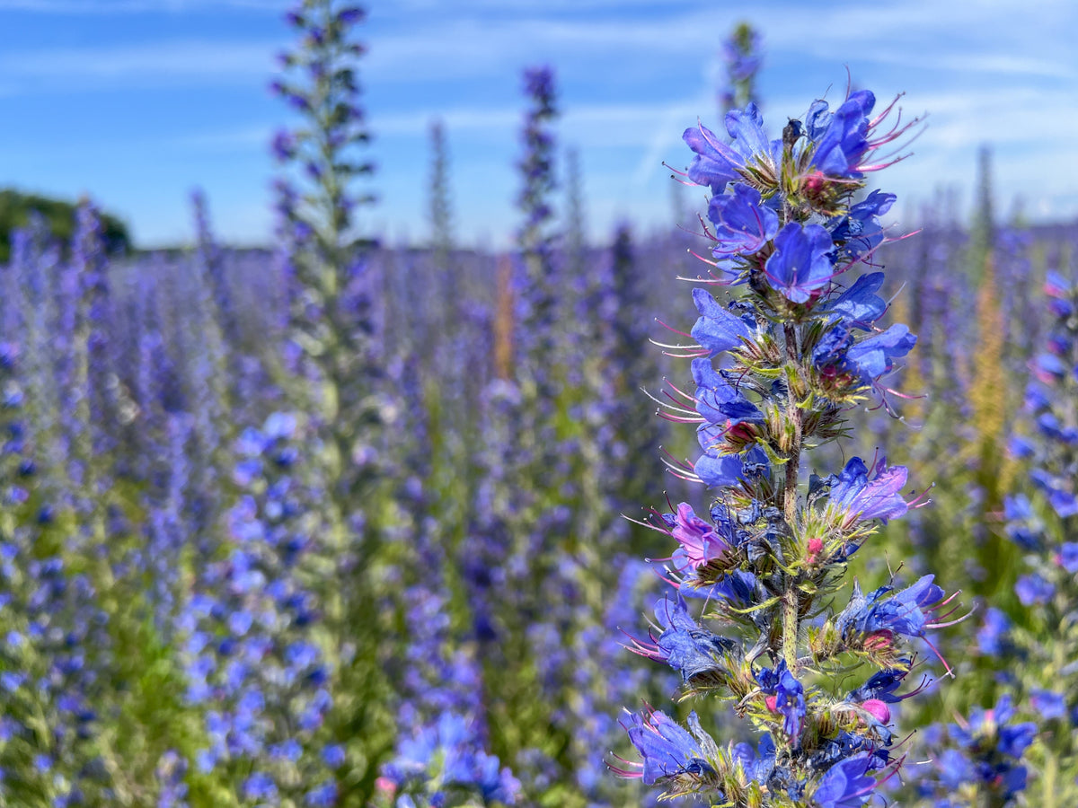 Blue Vipers Bugloss Seeds – Echium Vulgare Blue Flower – photo 3