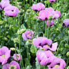 1000 LAVENDER POPPY Purple Papaver Somniferum Flower Seeds