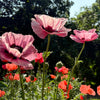 Princess Victoria Louise Oriental Poppy Seeds – Papaver Orientale Flower – photo 3